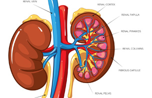PHARMACOKINETICS/ PHARMACODYNAMICS STUDIES